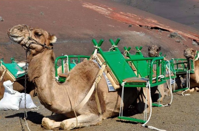  Camels resting 